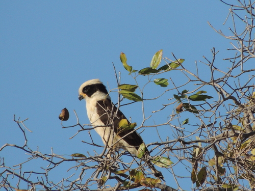Laughing Falcon