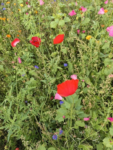 common poppy