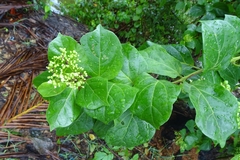 Premna corymbosa