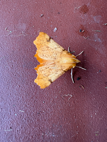 Large Thorn