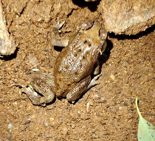 Asian Common Toad