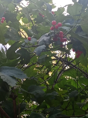 Наблюдение на iNaturalist