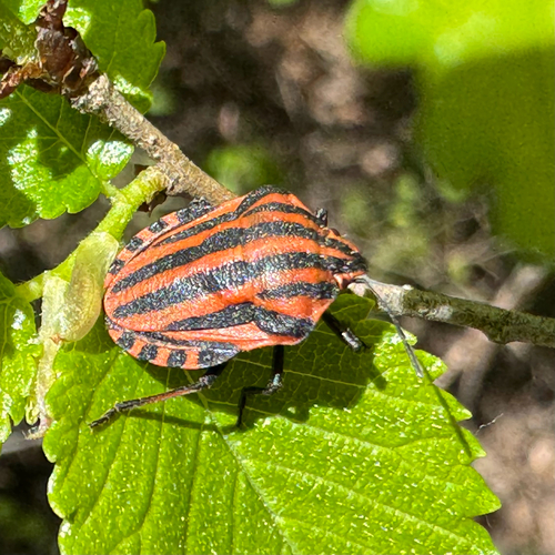 European Striped Shield Bug
