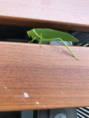 Paracaedicia serrata