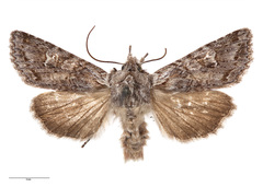 Physetica longstaffi
