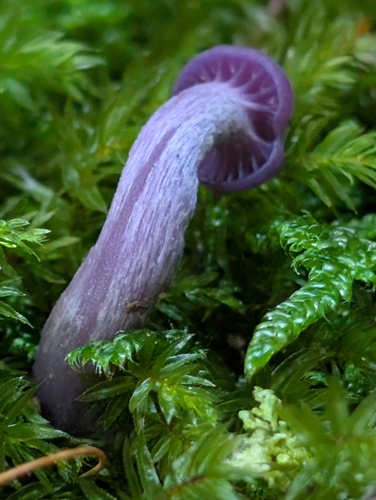 Amethyst Deceiver