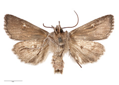 Physetica longstaffi