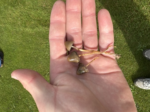 Liberty Cap