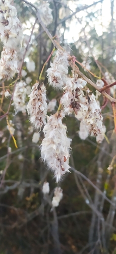 Salix pentandra, photograph 6