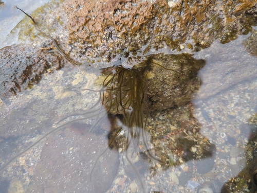 Scytosiphon lomentaria observed 2026-09-19