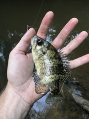 Ambloplites ariommus