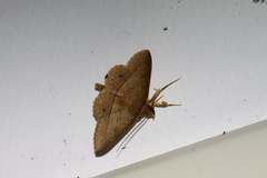 Hypospila creberrima