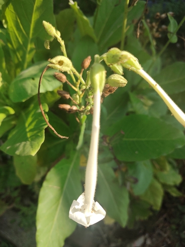 Woodland Tobacco