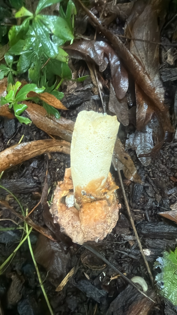 Ravenel's stinkhorn · September 2026 · photo: Photo: (c) Jude Kesl, some rights reserved (CC BY) · iNaturalist