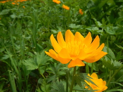 Trollius sajanensis