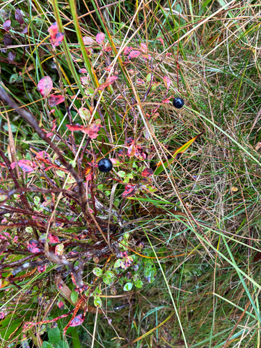 common bilberry