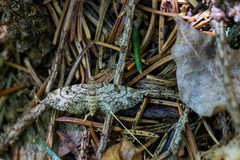 Eupithecia tantillaria