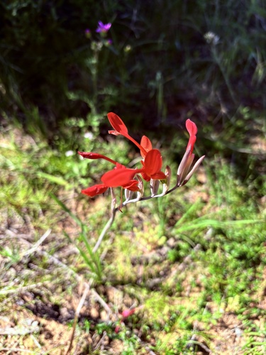 Gladiolus cunonius, photograph 5