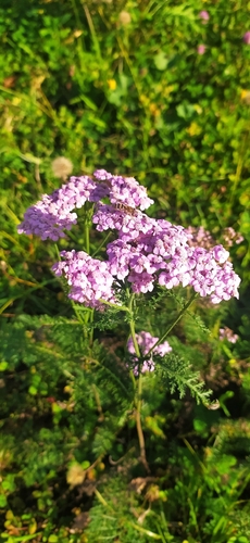 Achillea asiatica, photograph 2