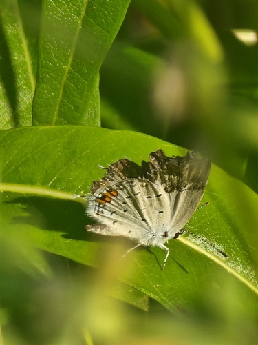 Eastern Tailed-Blue