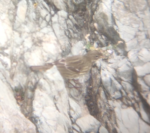 Rock Pipit