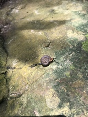 Gastropoda