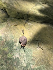 Gastropoda