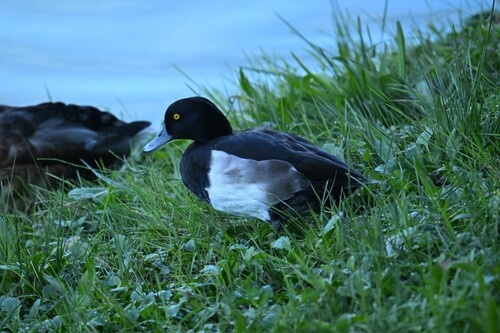 Tufted Duck