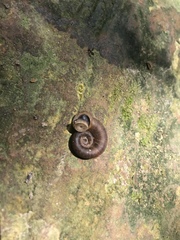 Gastropoda