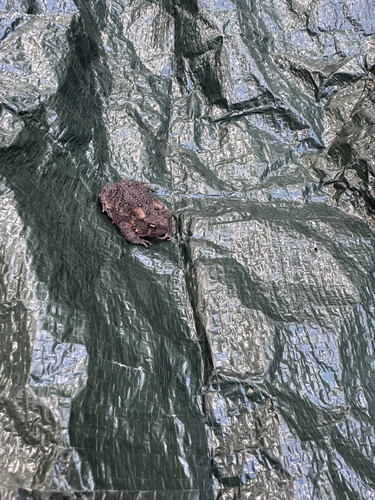 American Toad