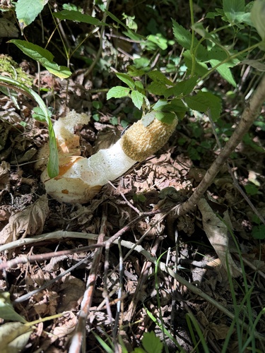 common stinkhorn
