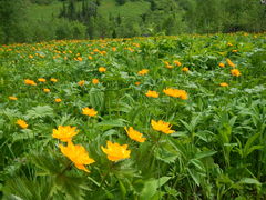 Trollius sajanensis