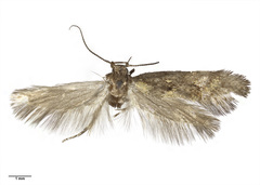 Tingena aurata