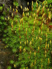 Pogonatum urnigerum