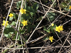 Caltha palustris