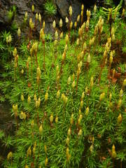 Pogonatum urnigerum