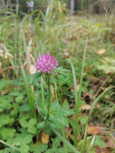 Red Clover