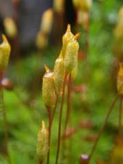 Pogonatum urnigerum