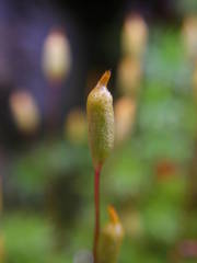 Pogonatum urnigerum