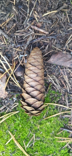 Picea obovata, photograph 4