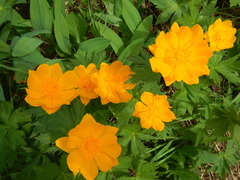 Trollius sajanensis