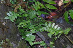 Arthropteris palisotii