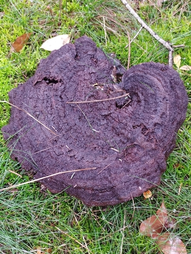 European Dyer's Polypore