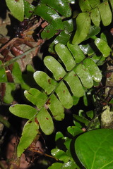 Arthropteris palisotii