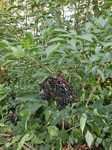 European black elderberry
