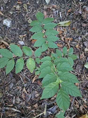 European ash