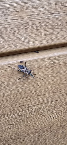 Western Conifer Seed Bug