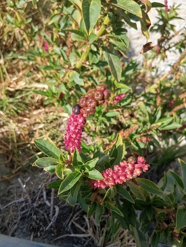 Phytolacca bogotensis, photograph 3