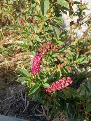 Phytolacca bogotensis, photograph (c) Heydi, some rights reserved (CC BY-SA)