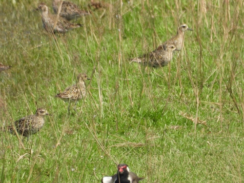 Pacific Golden-Plover
